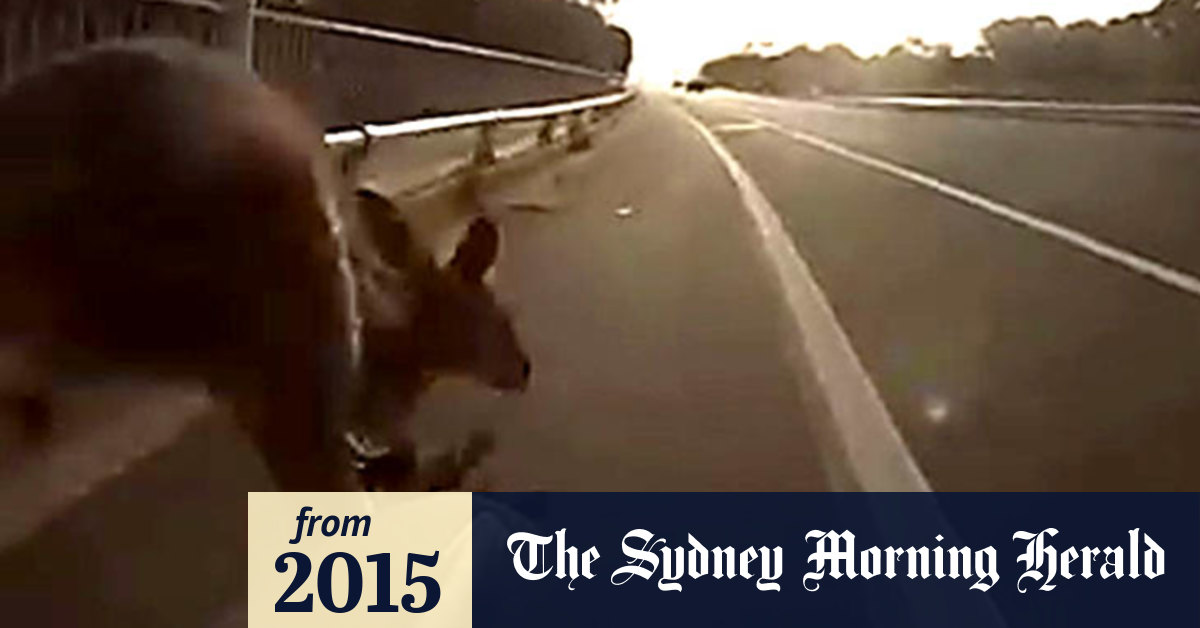 Video Kangaroo crash 'happened so fast'